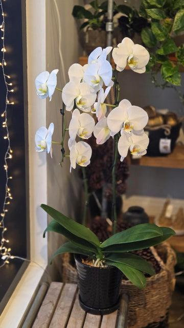 Timeless White Orchid
